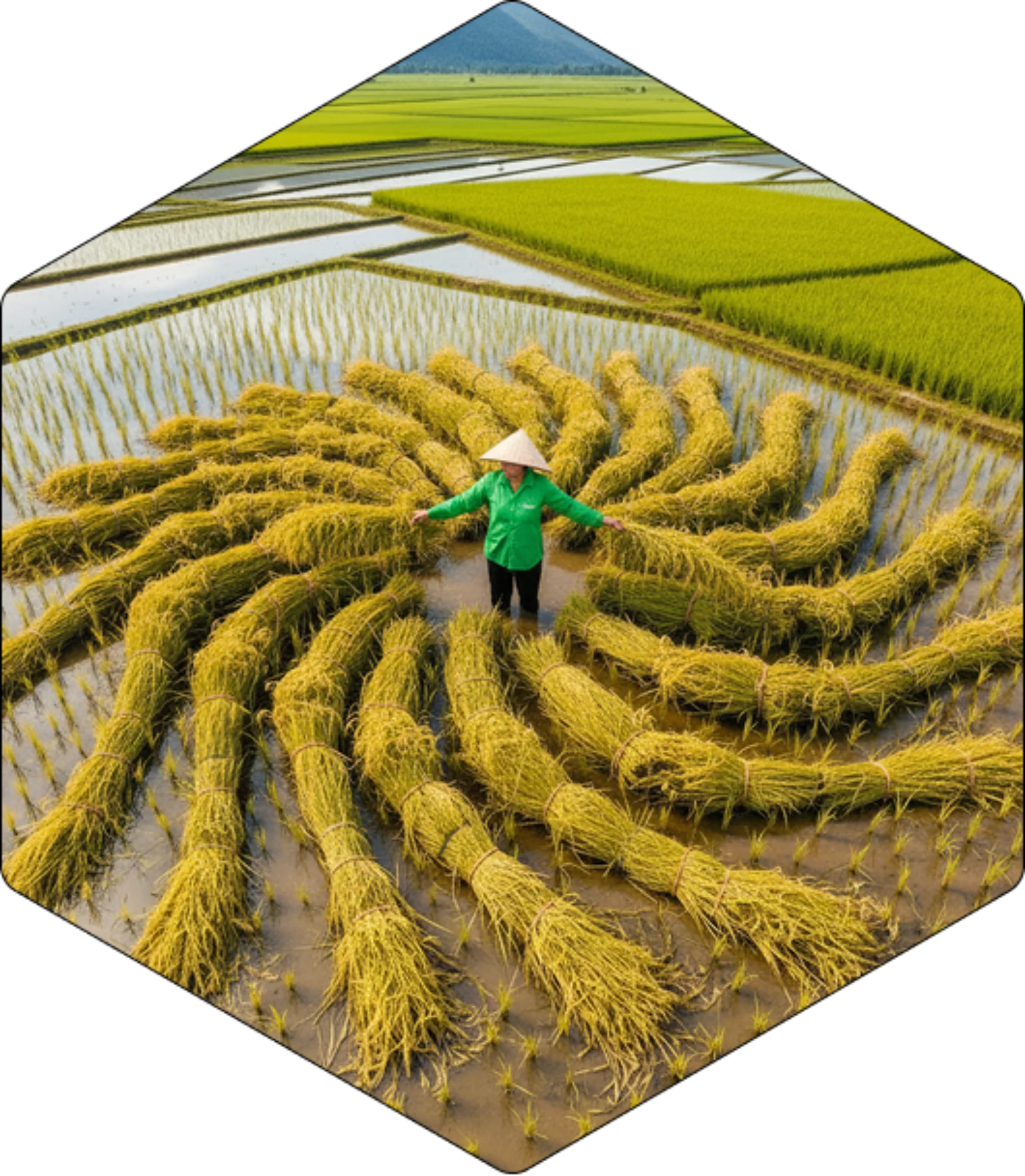 Explore the TRVC Model