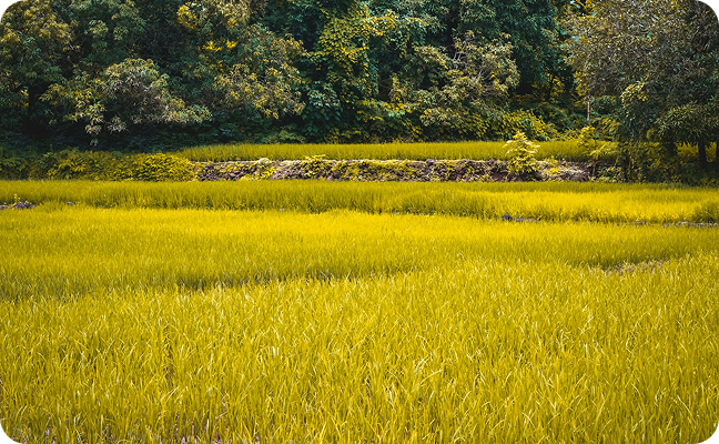 Rice field vertical